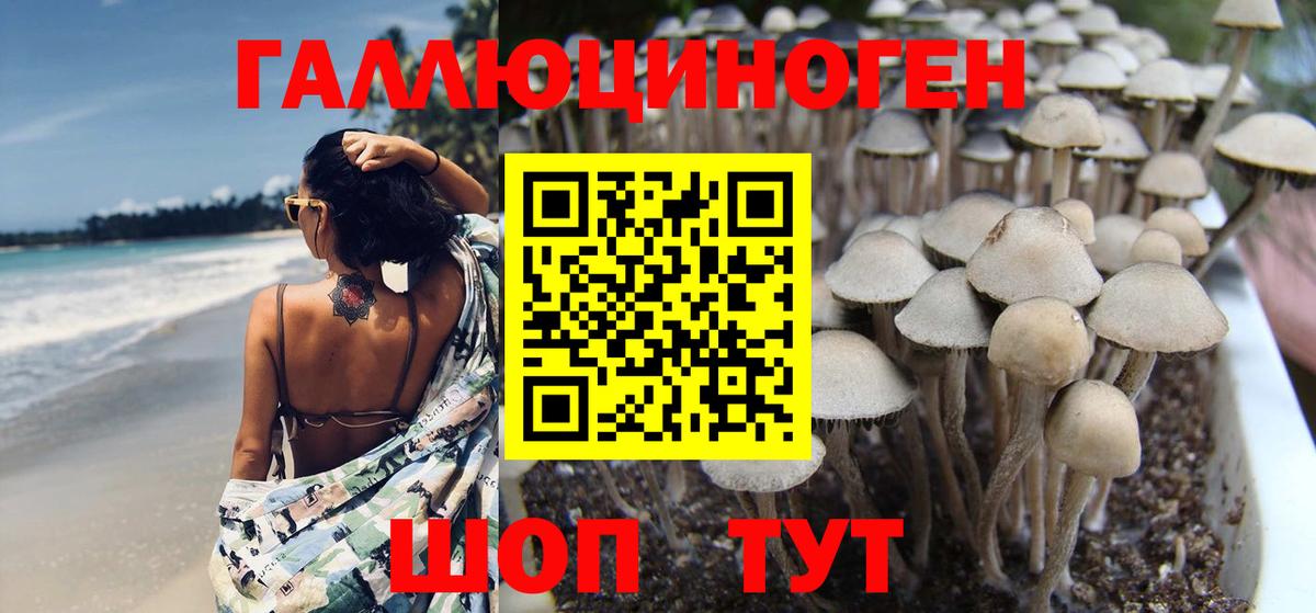 Южноуральск  Псилоцибиновые грибы Cubensis  Вход с VPN 